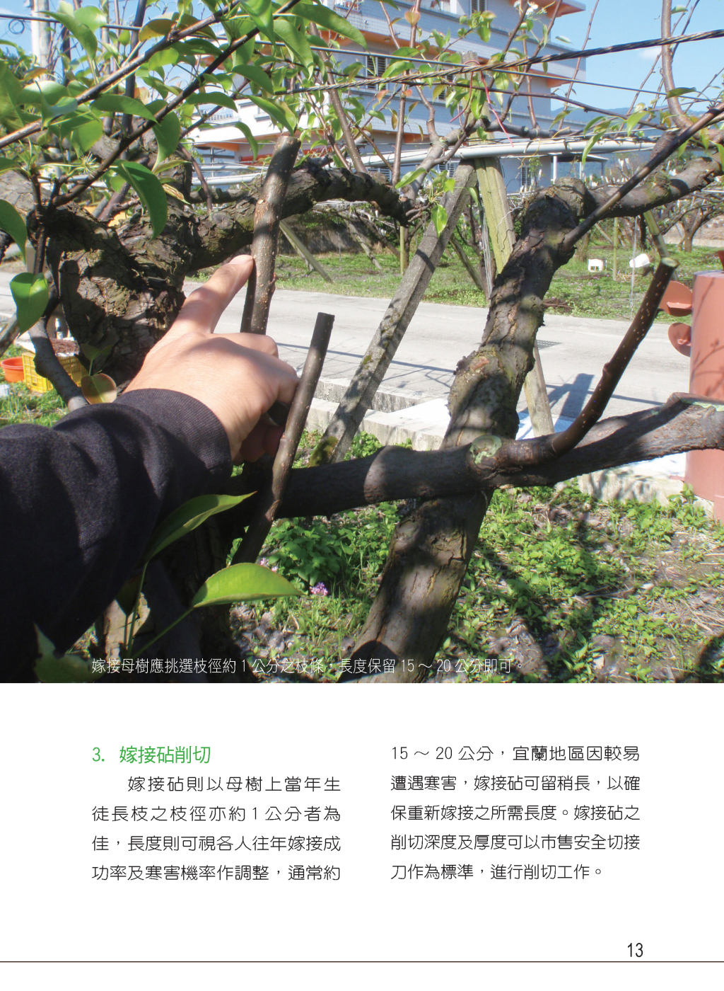 12月高接梨栽培管理作業-7