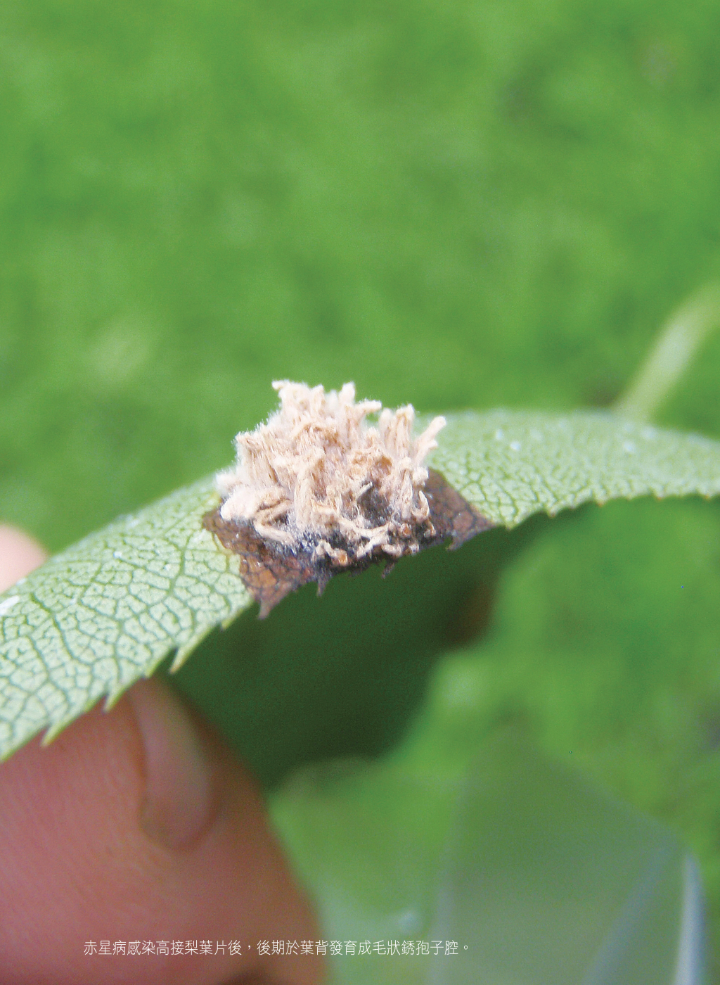 3月高接梨栽培管理作業-2