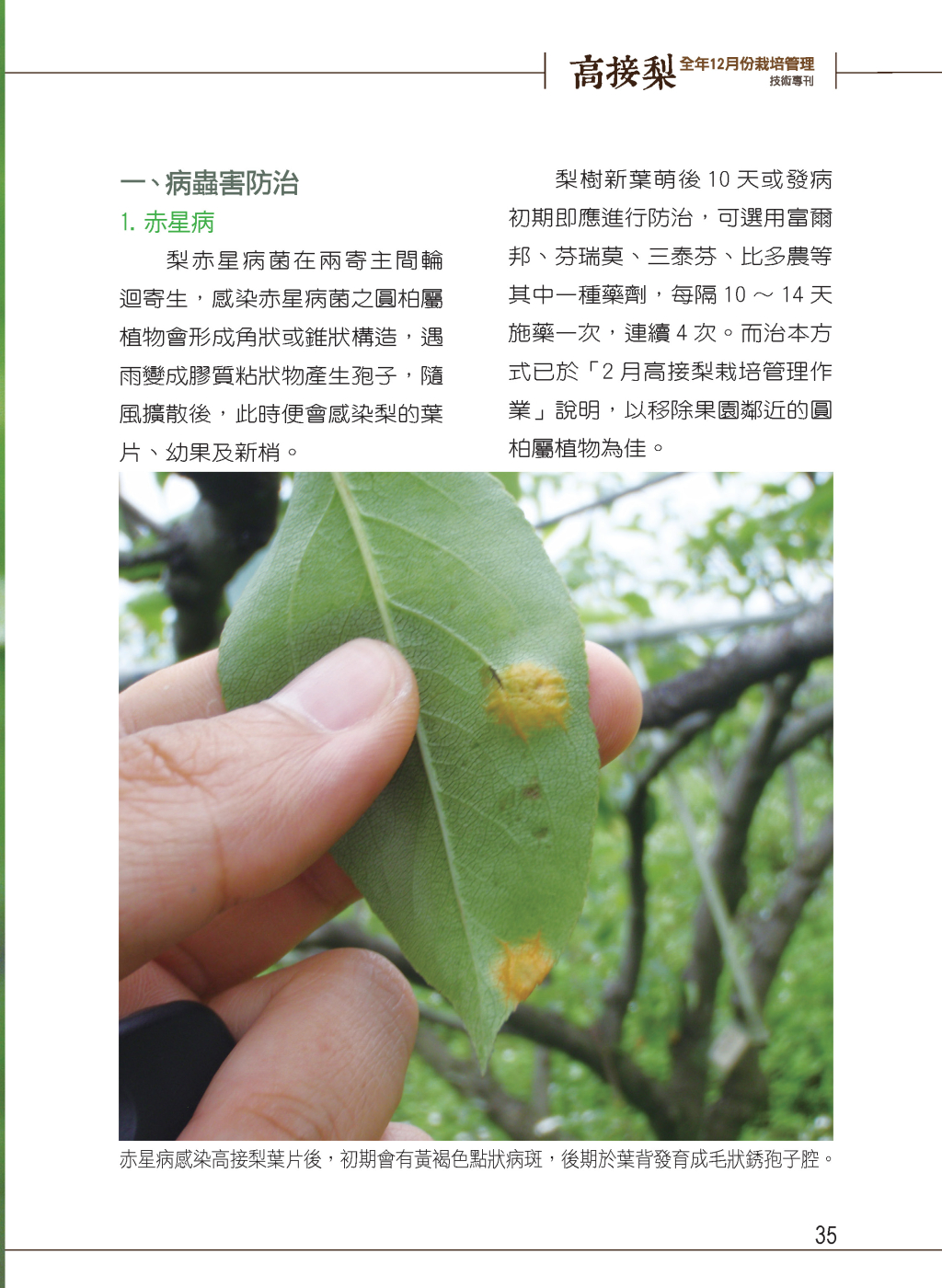 3月高接梨栽培管理作業-3