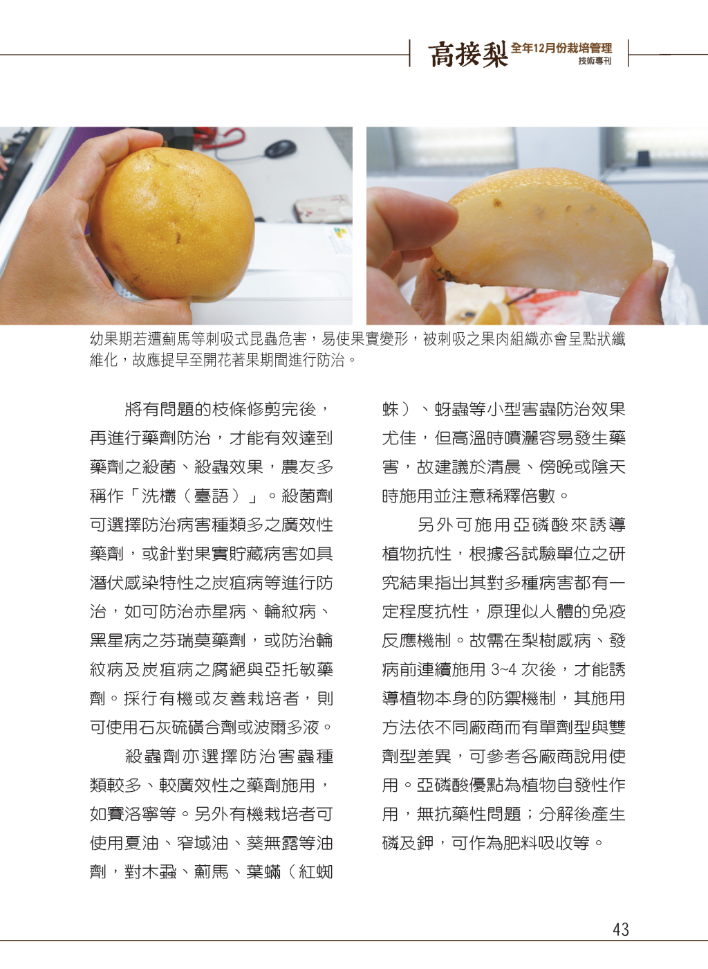 4 月高接梨園區作業管理-3