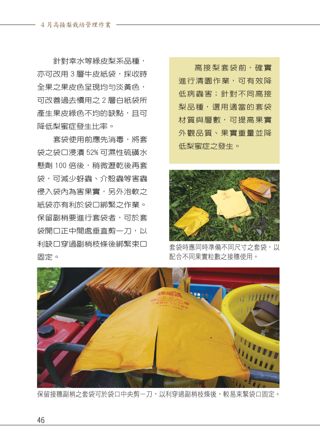 4 月高接梨園區作業管理-6