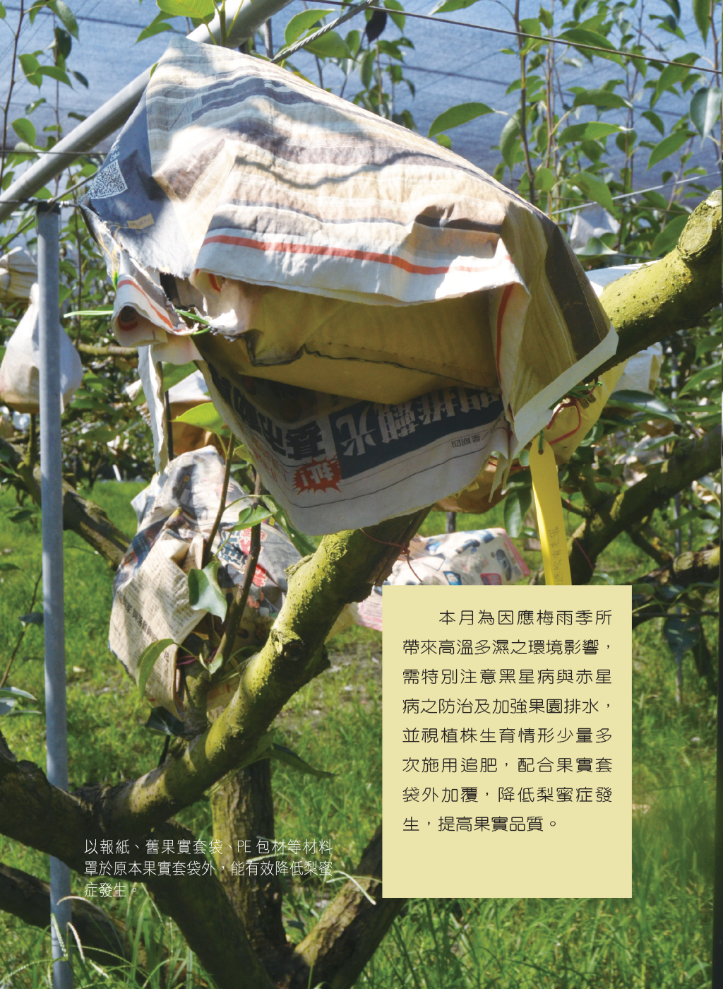 5月高接梨園區作業管理-4