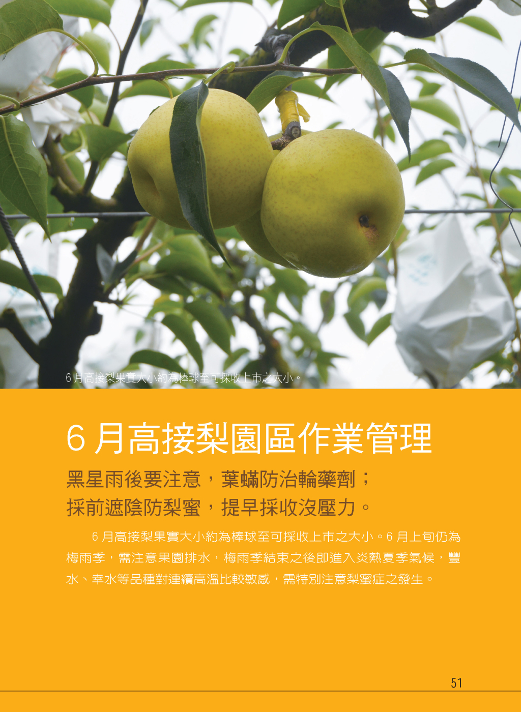 6月高接梨園區作業管理-1