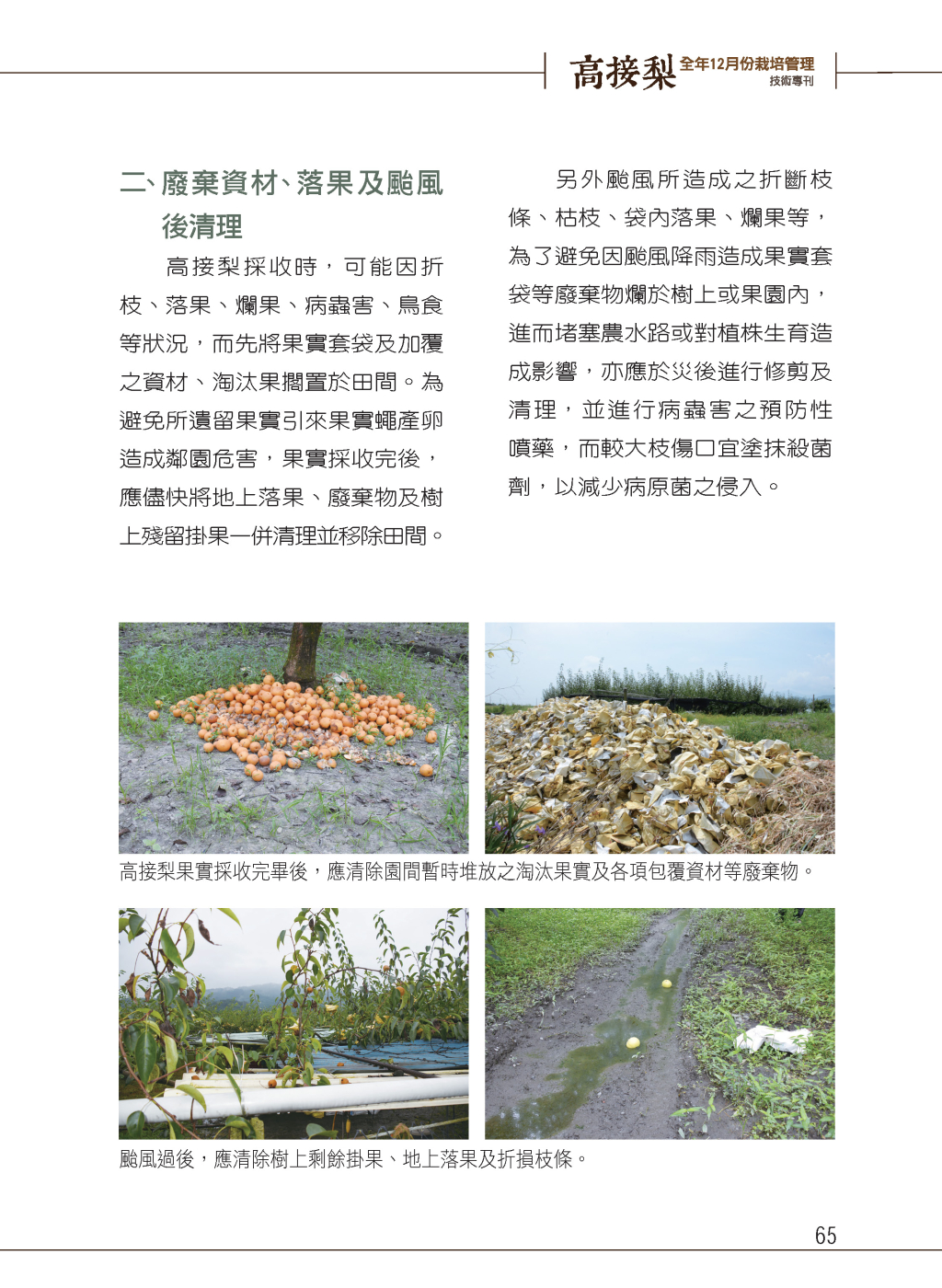 8 月高接梨栽培管理作業-3