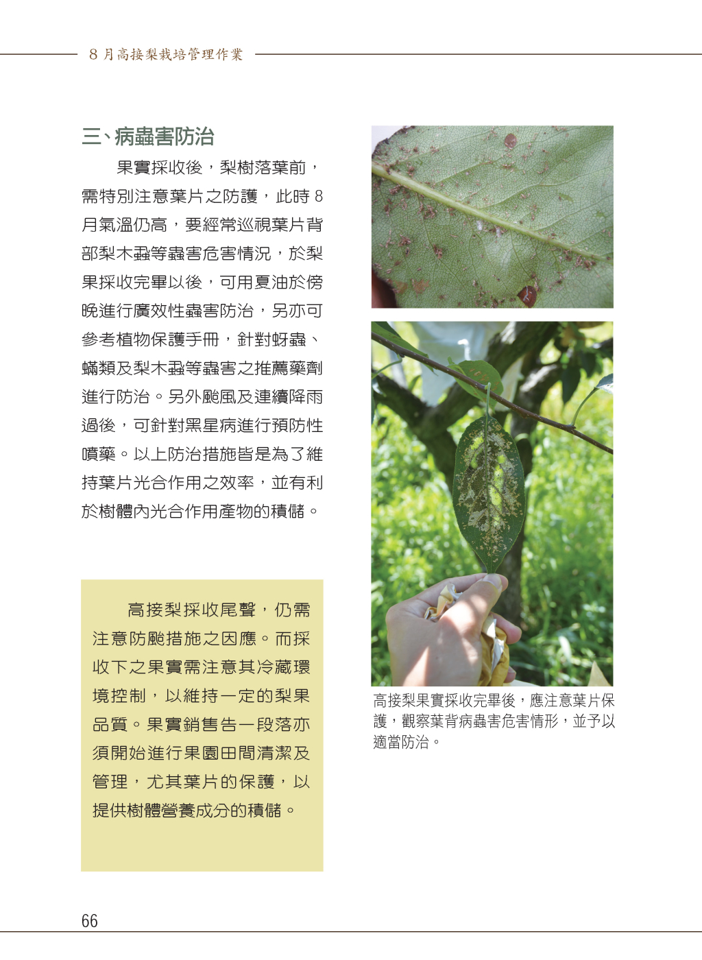 8 月高接梨栽培管理作業-4