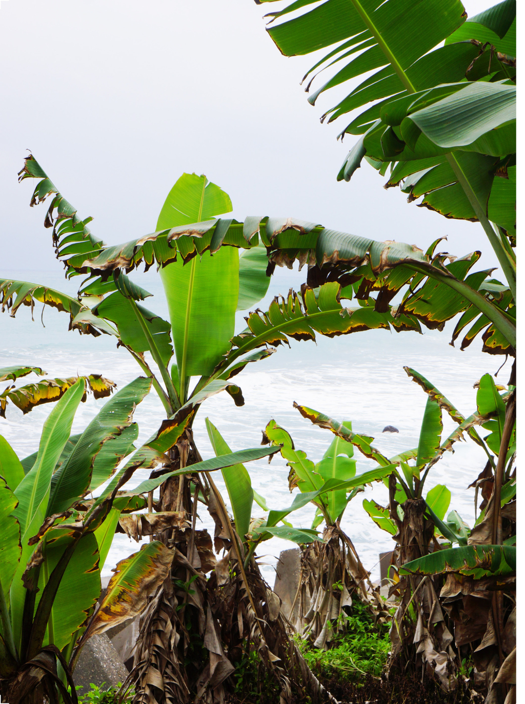 噶瑪蘭族廚房-15