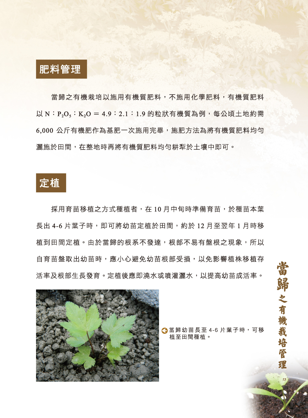 當歸的有機栽培管理-9