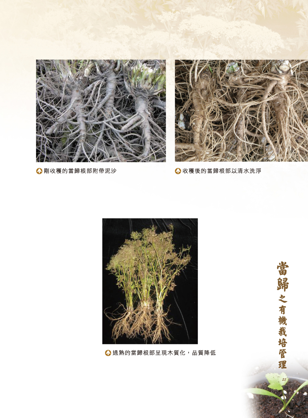 當歸收穫與採後處理-4