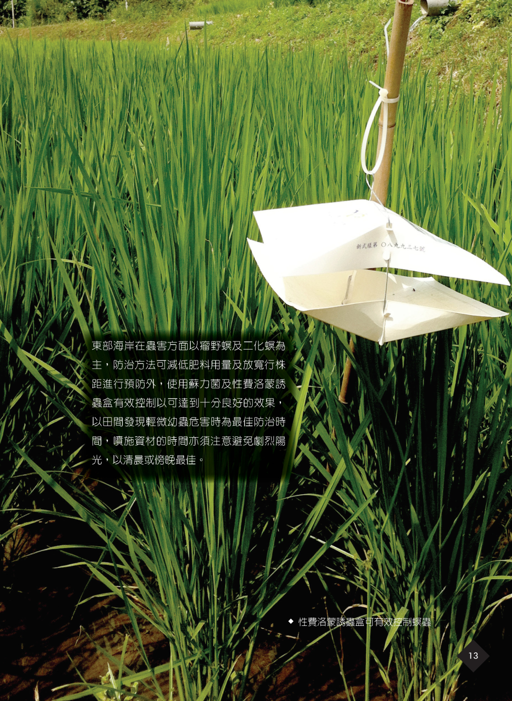 有機水稻新技術-10