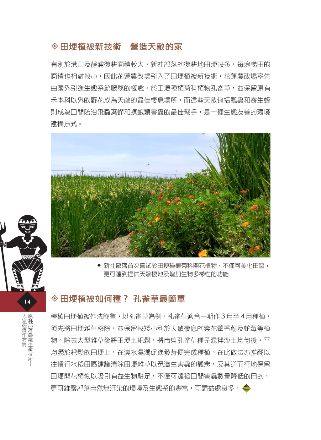 有機水稻新技術-11