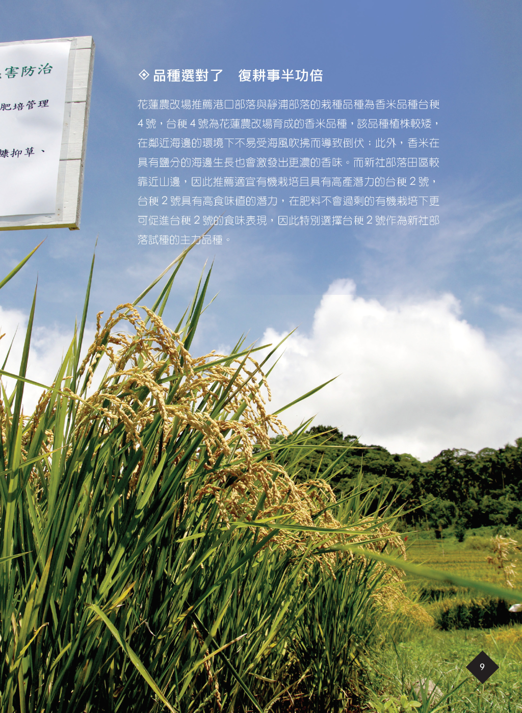 有機水稻新技術-6
