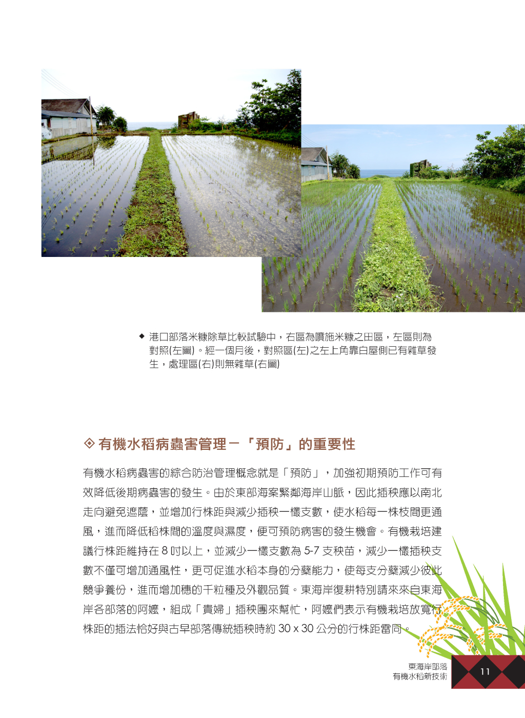 有機水稻新技術-8