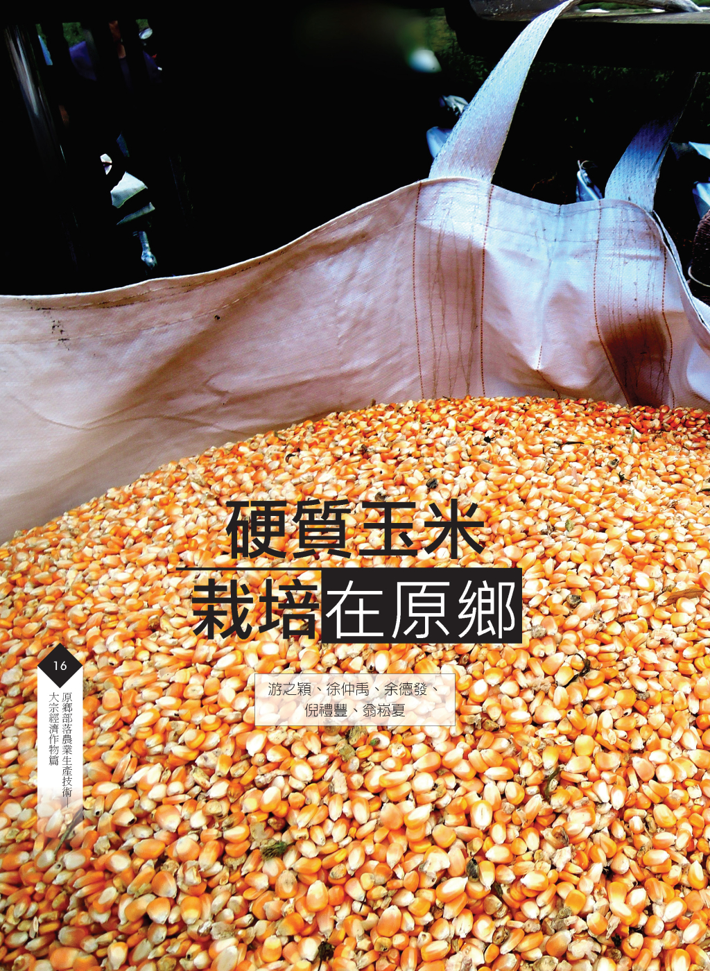 硬質玉米-1