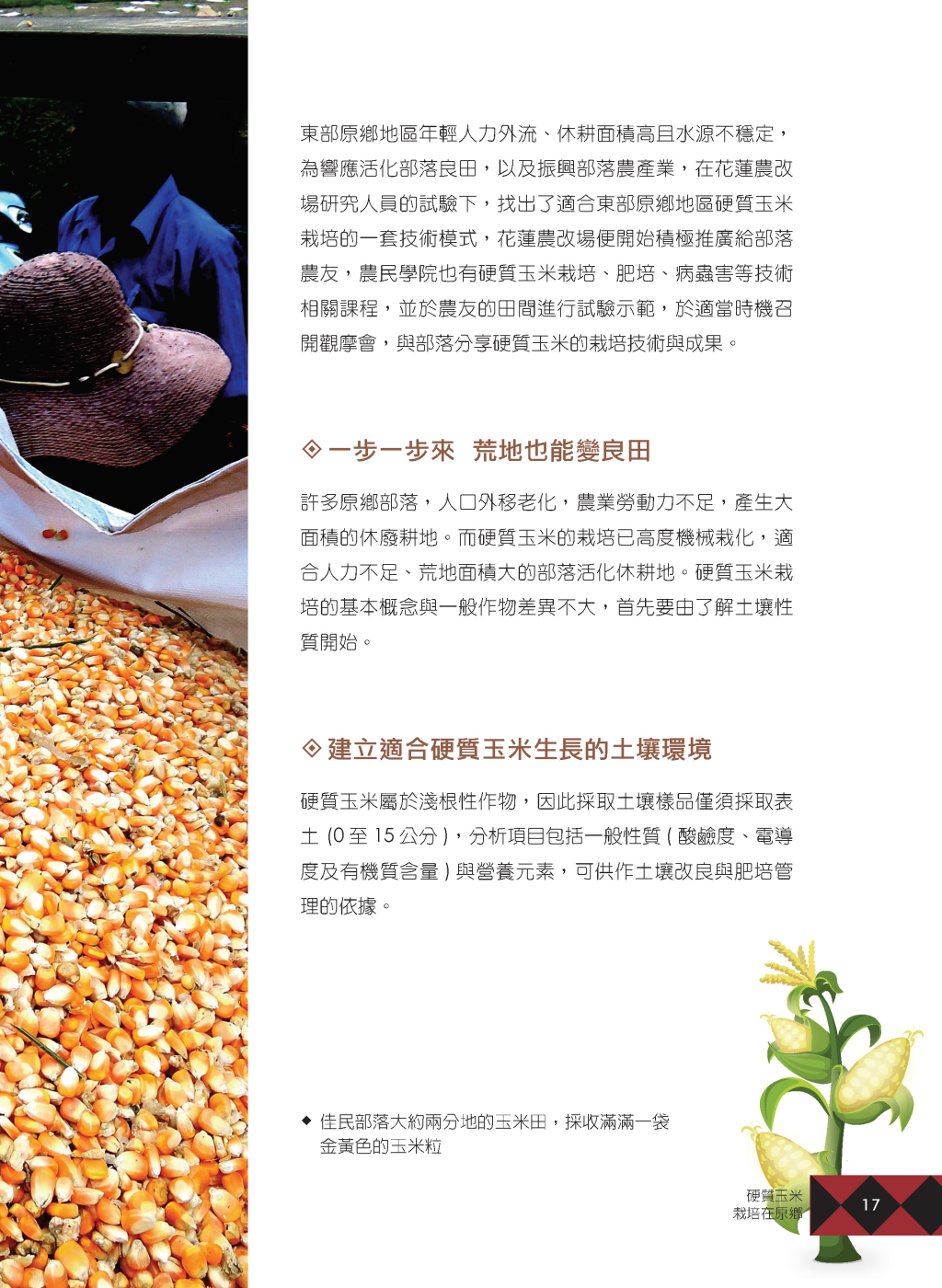 硬質玉米-2