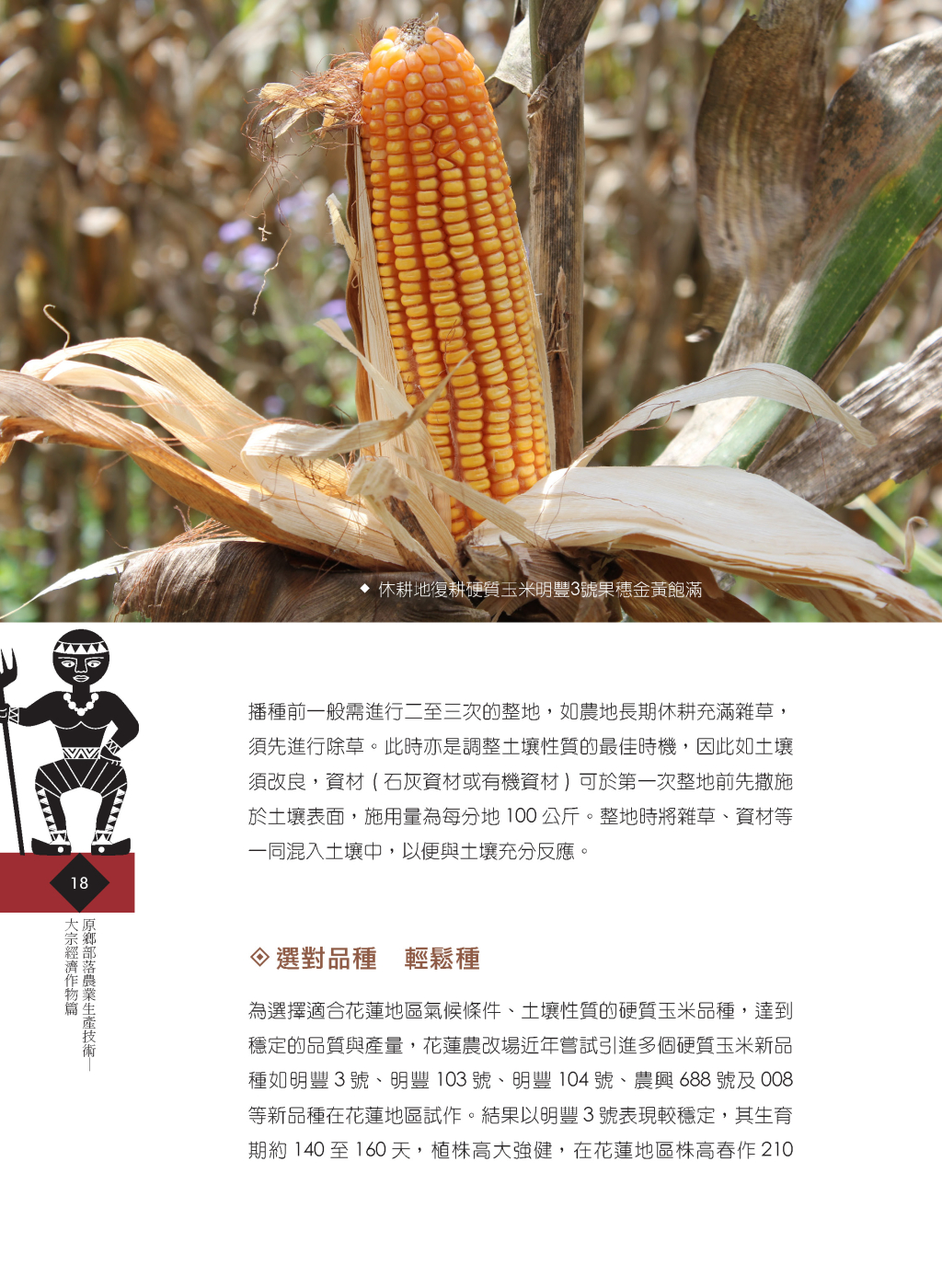 硬質玉米-3