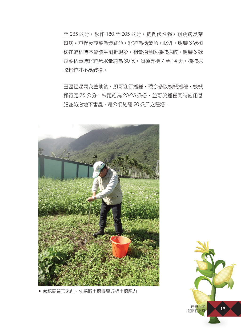 硬質玉米-4