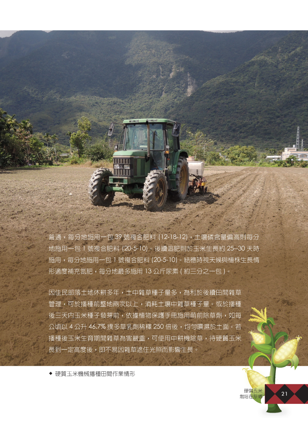 硬質玉米-6