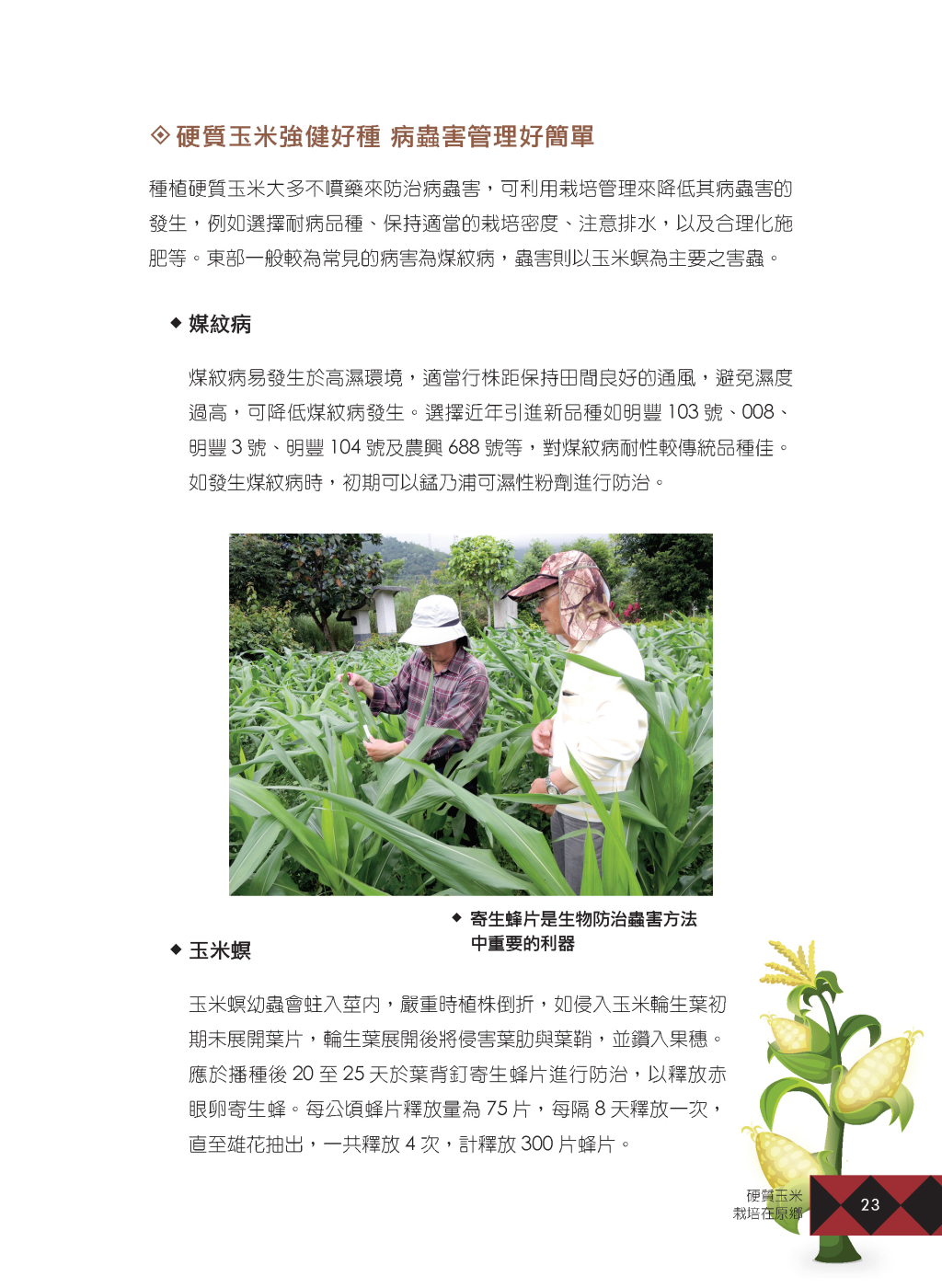 硬質玉米-8