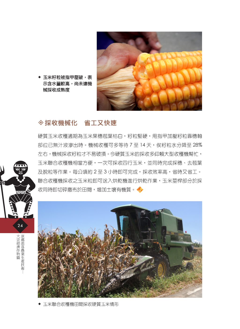 硬質玉米-9