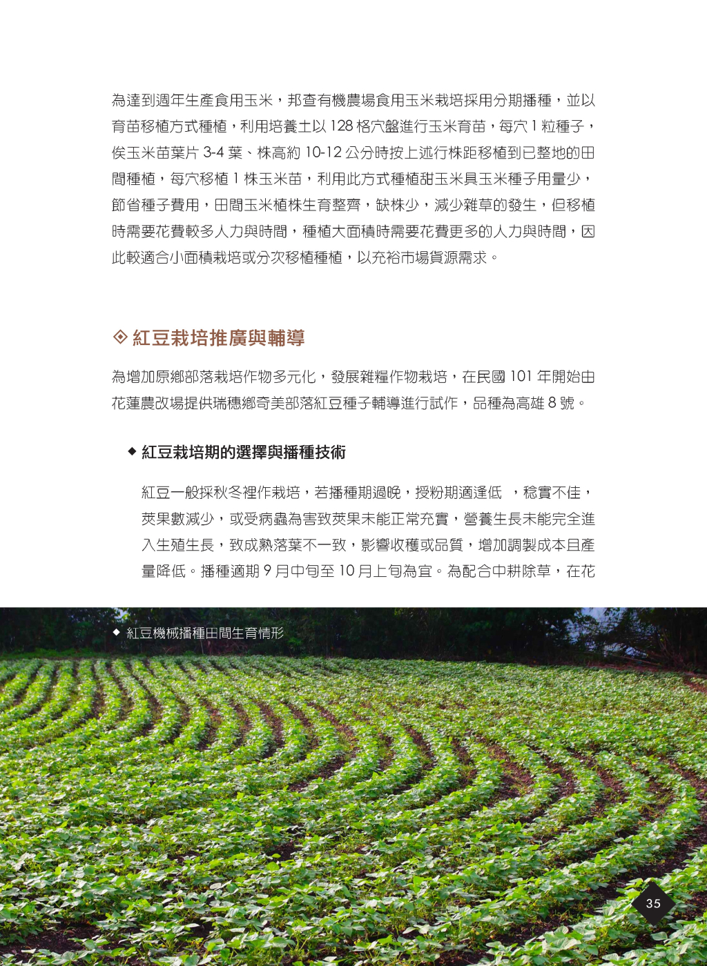 原鄉雜糧作物-10
