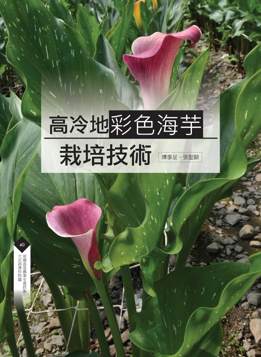 高冷地彩色海芋-1
