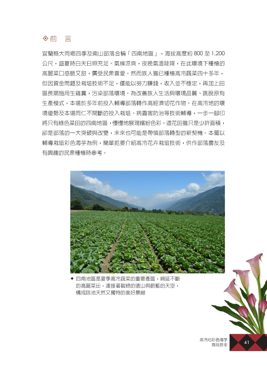 高冷地彩色海芋-2