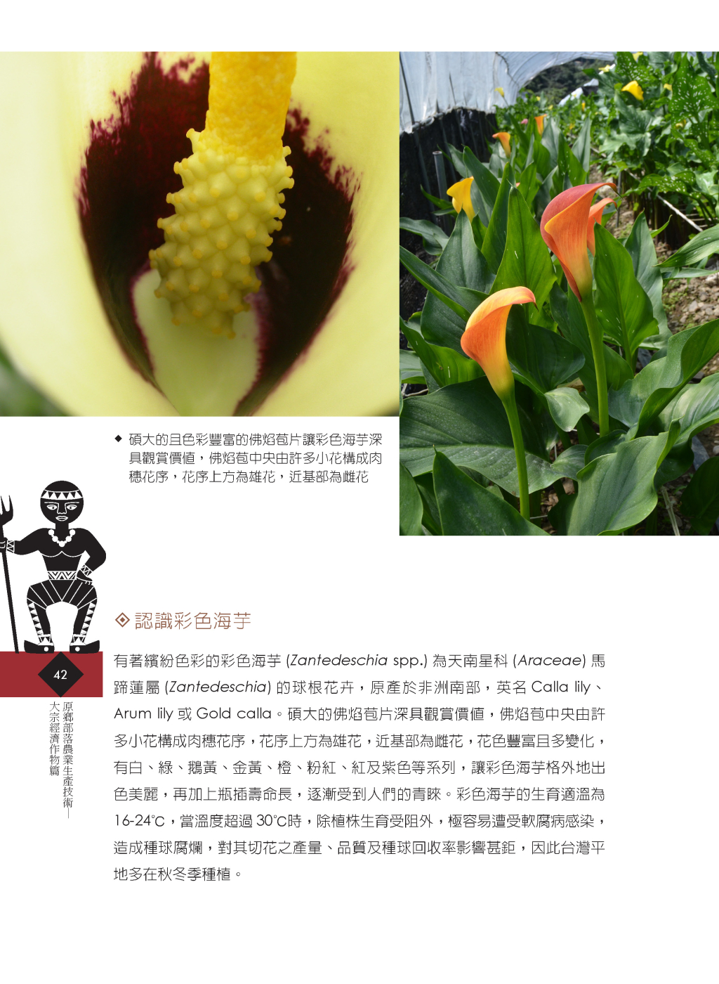 高冷地彩色海芋-3