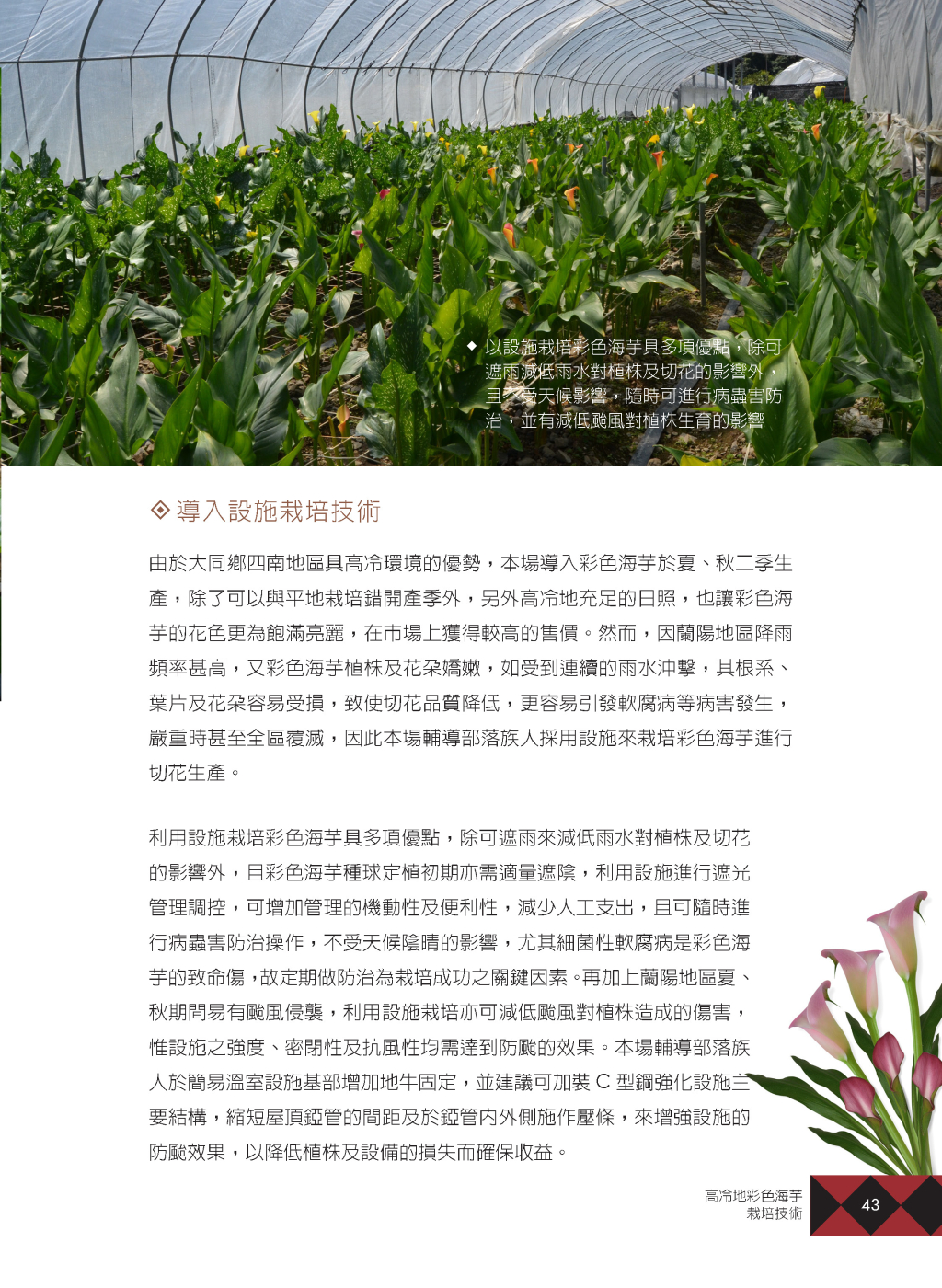 高冷地彩色海芋-4