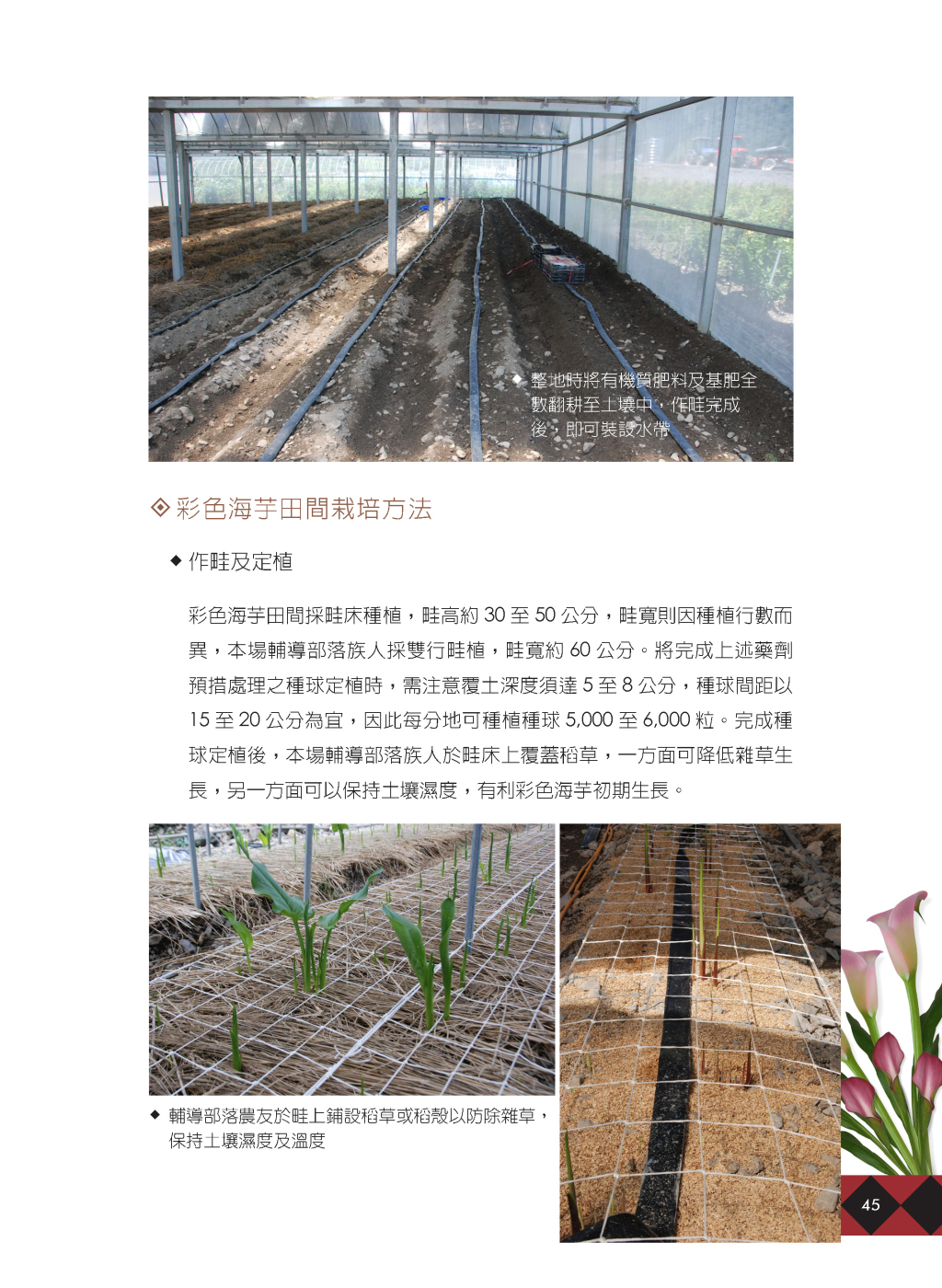 高冷地彩色海芋-6
