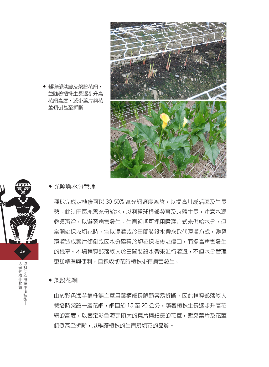 高冷地彩色海芋-7