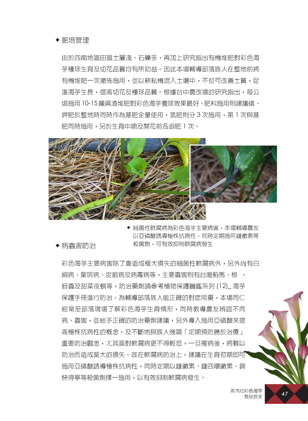 高冷地彩色海芋-8