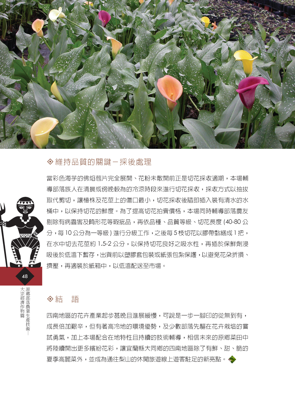 高冷地彩色海芋-9