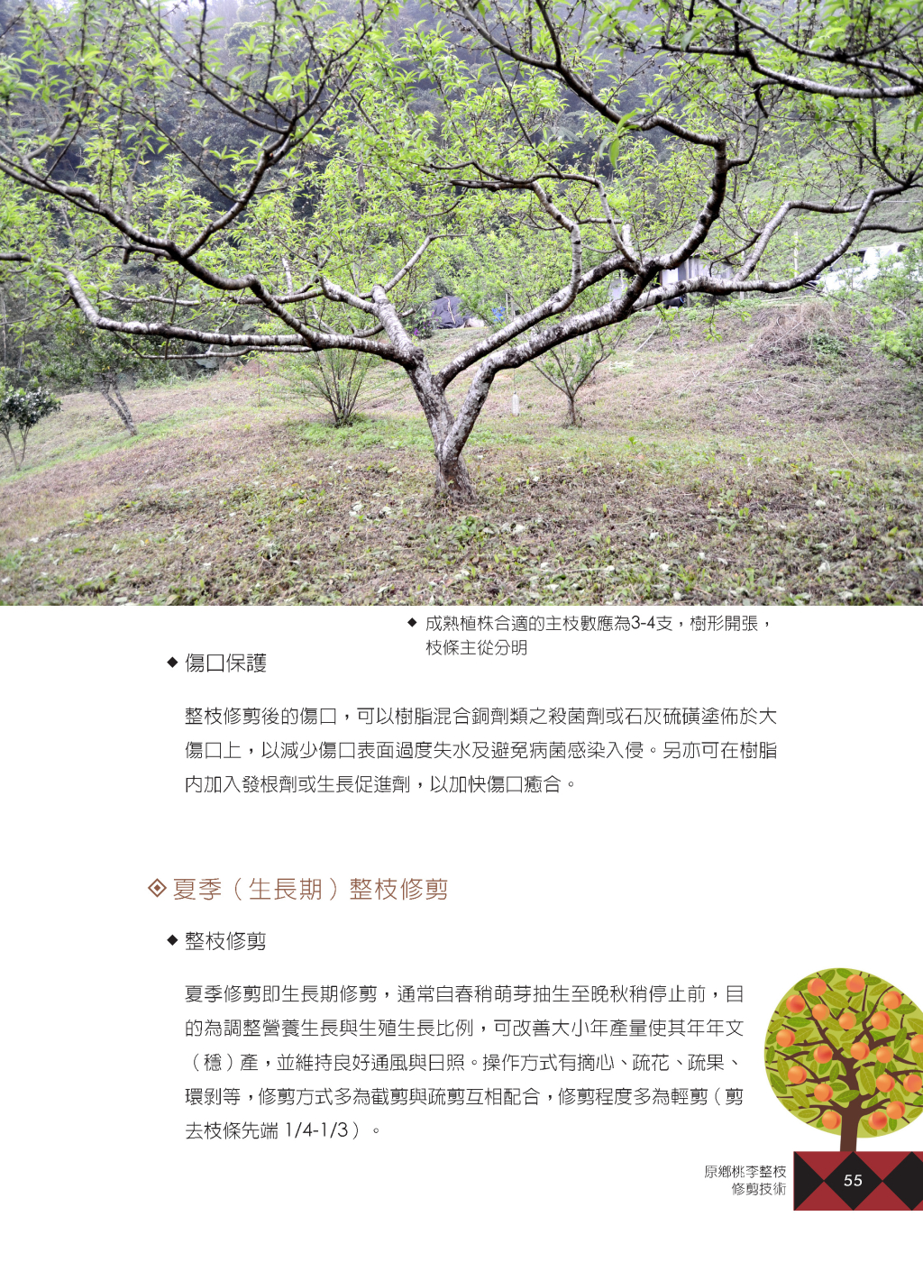 原鄉桃李-6