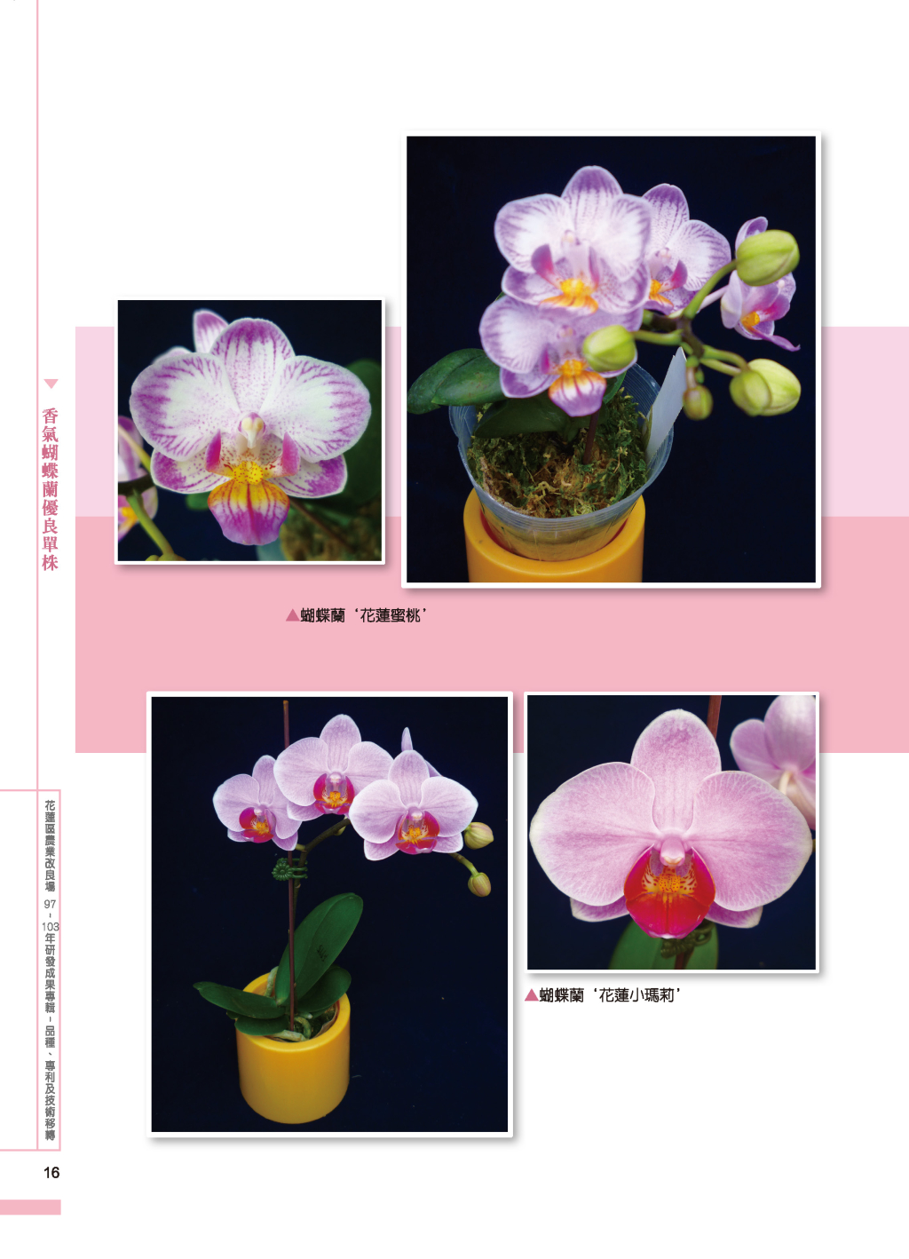 香氣蝴蝶蘭優良單株-9