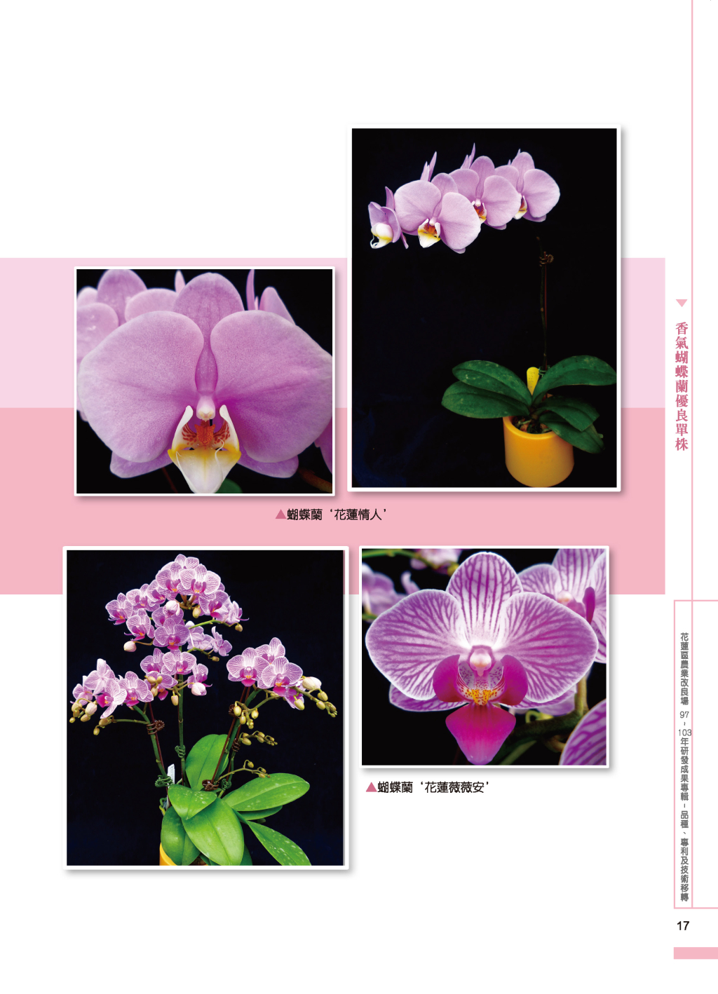 香氣蝴蝶蘭優良單株-10