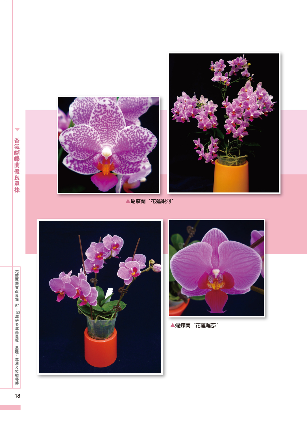 香氣蝴蝶蘭優良單株-11
