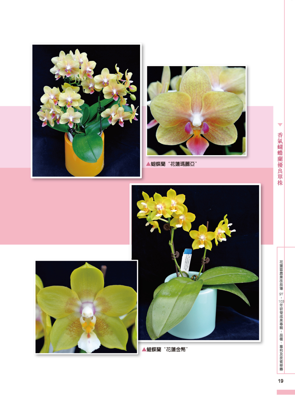 香氣蝴蝶蘭優良單株-12