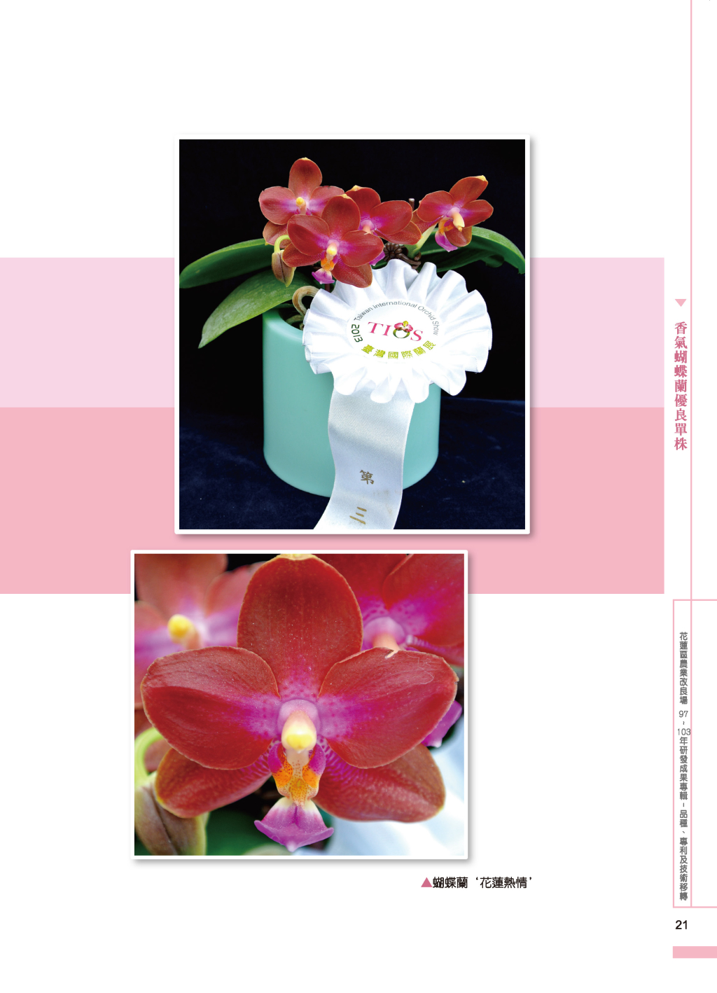 香氣蝴蝶蘭優良單株-14
