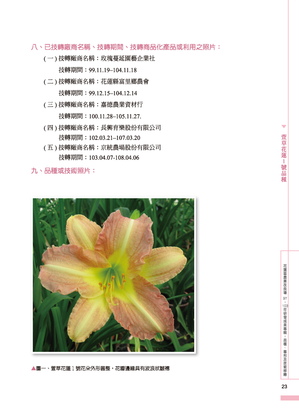 萱草花蓮1 號品種-2