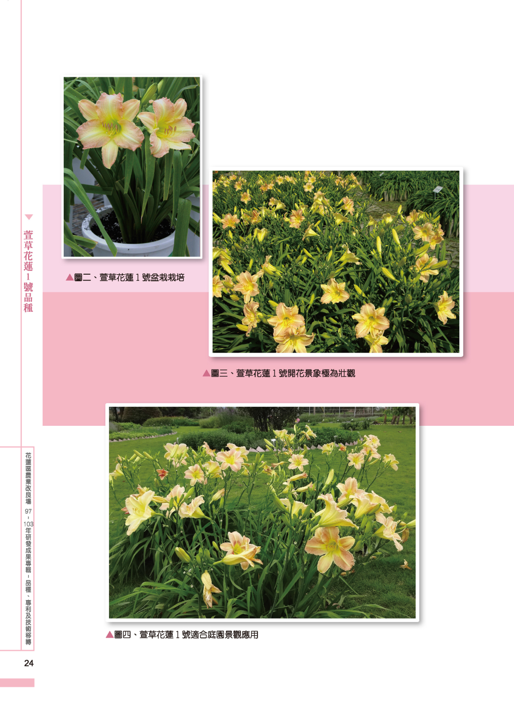 萱草花蓮1 號品種-3