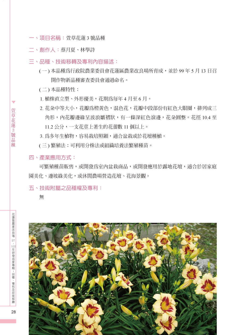 萱草花蓮3 號品-1