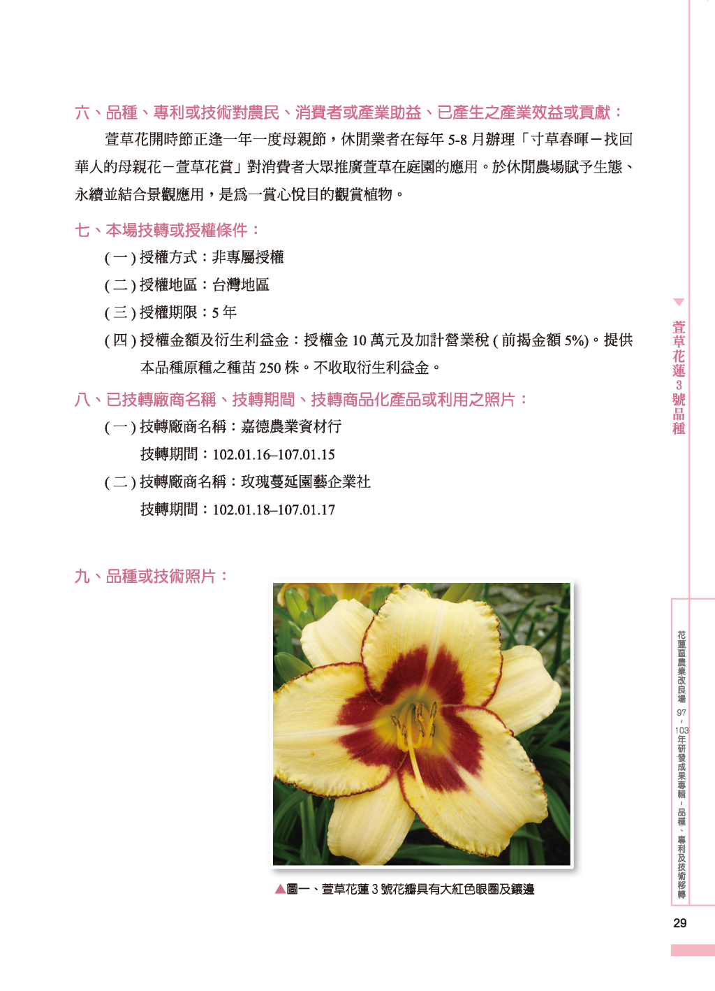 萱草花蓮3 號品-2