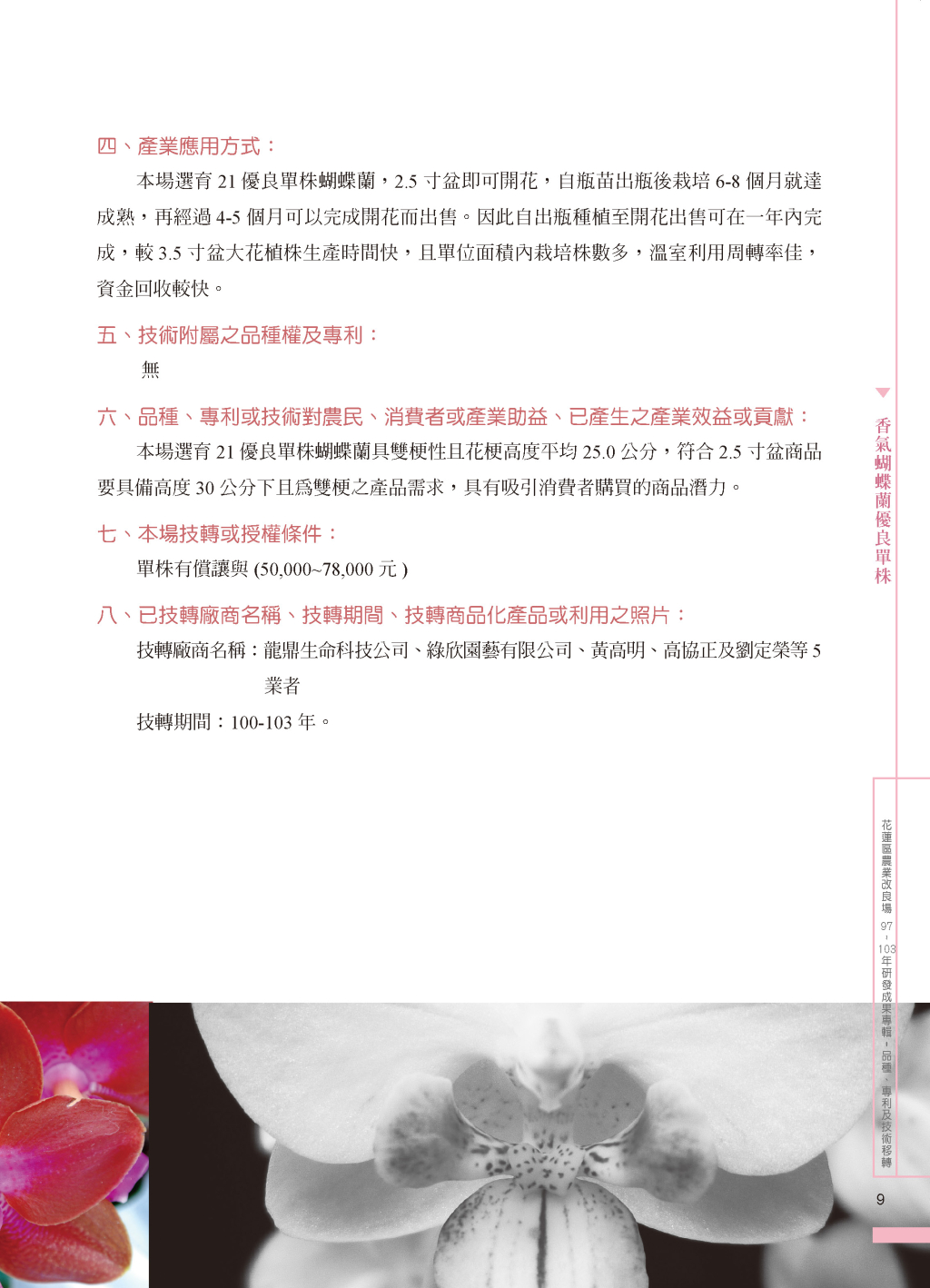 香氣蝴蝶蘭優良單株-2