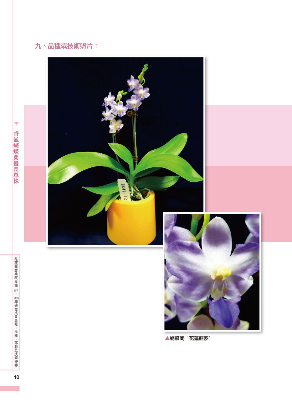 香氣蝴蝶蘭優良單株-3