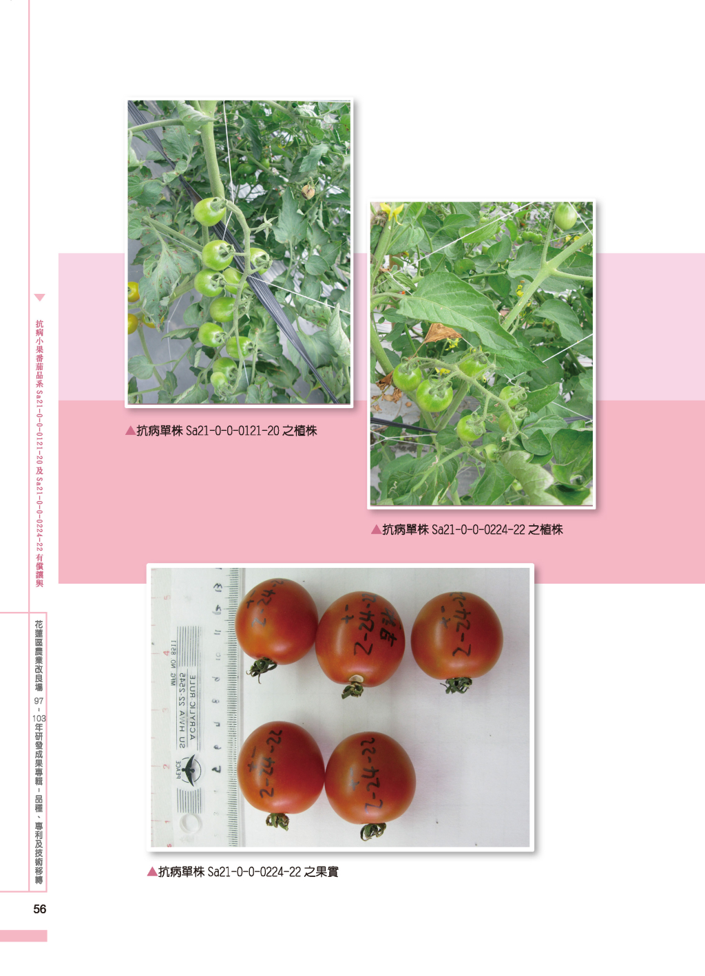 抗黃化捲葉病毒小果番茄品系Sa21-0-0-0121-20 與Sa21-0-0-0224-22 品系-3