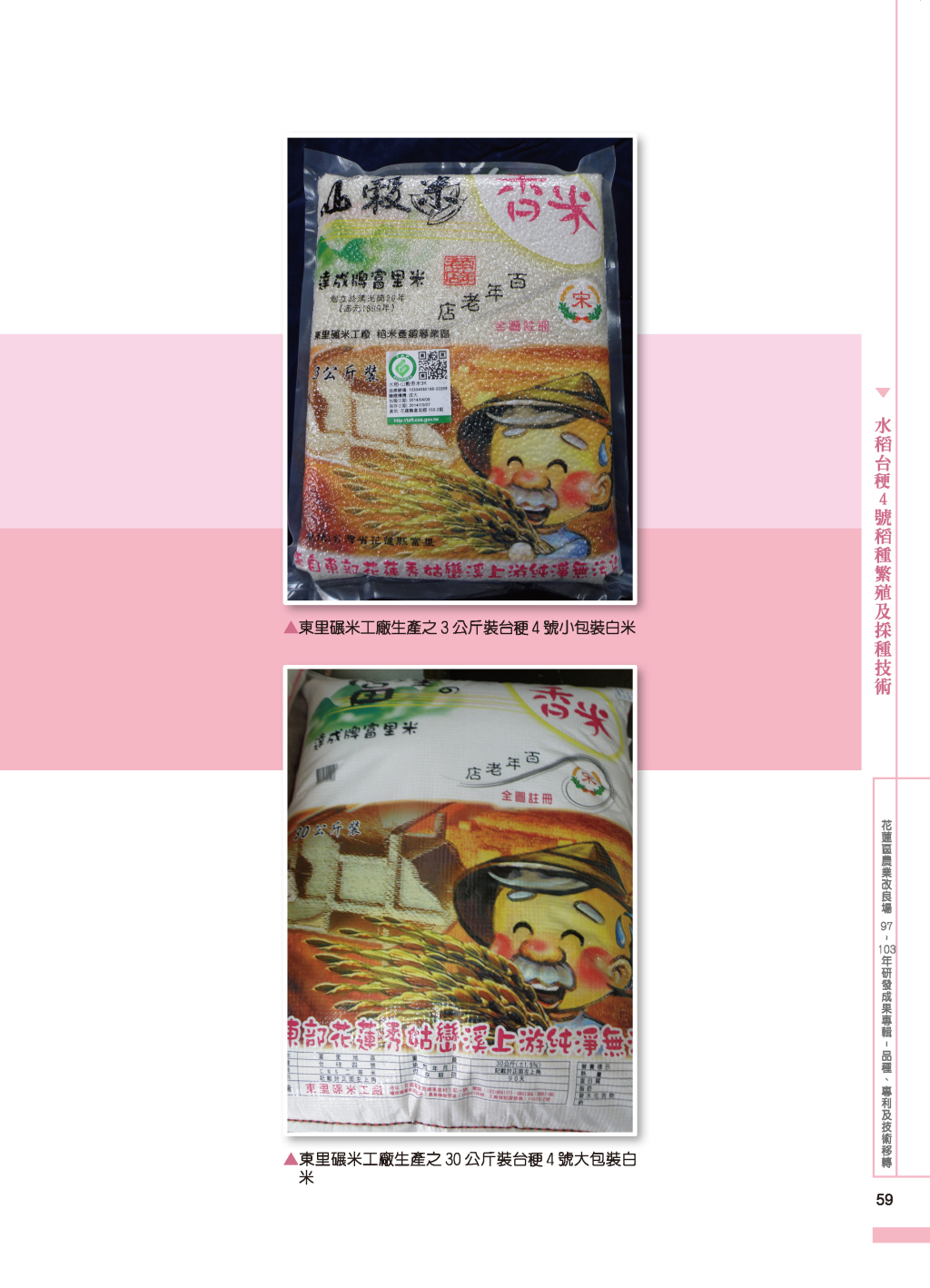 水稻台梗4 號稻種繁殖及採種技-3