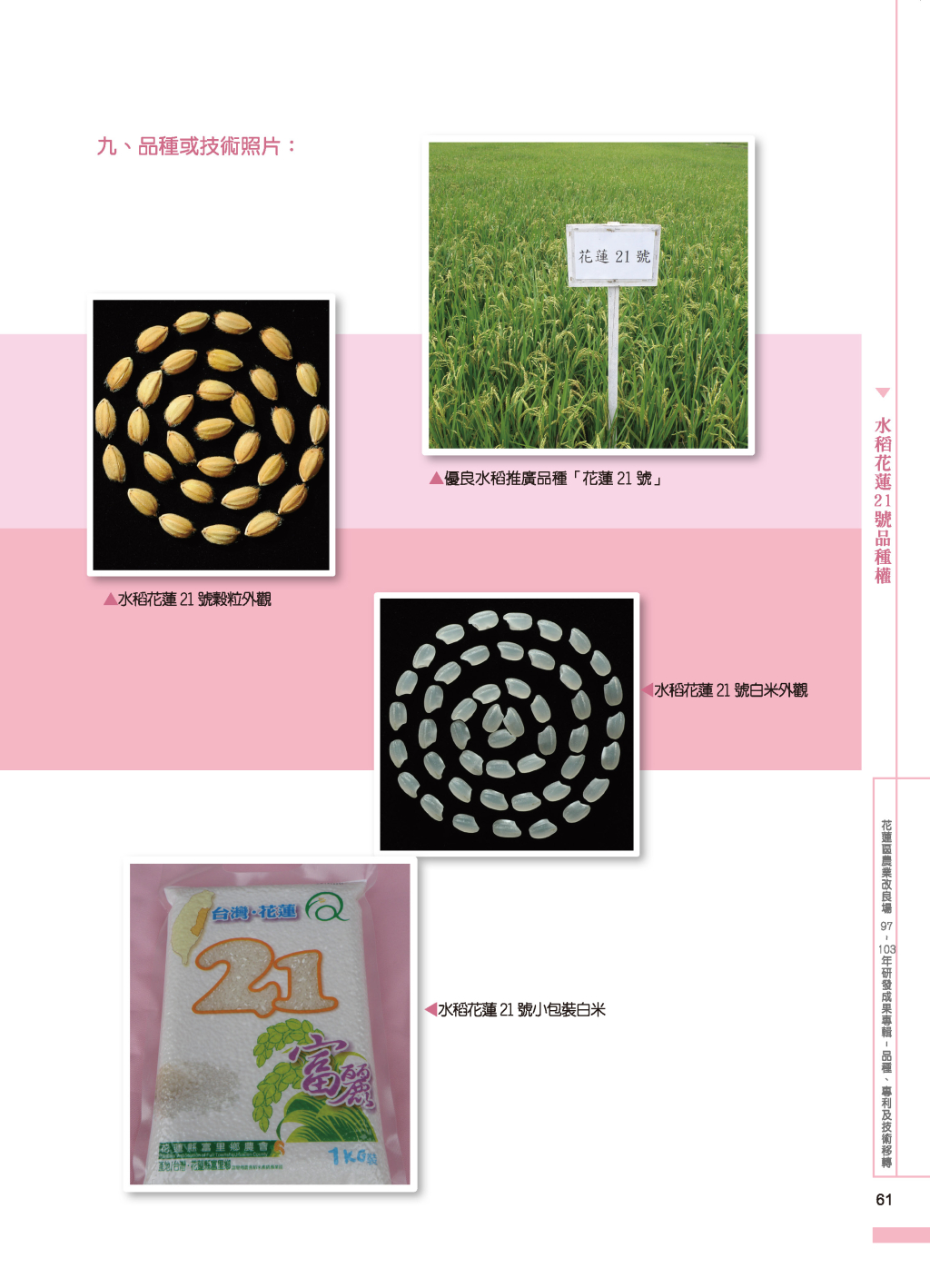 水稻花蓮21 號-2