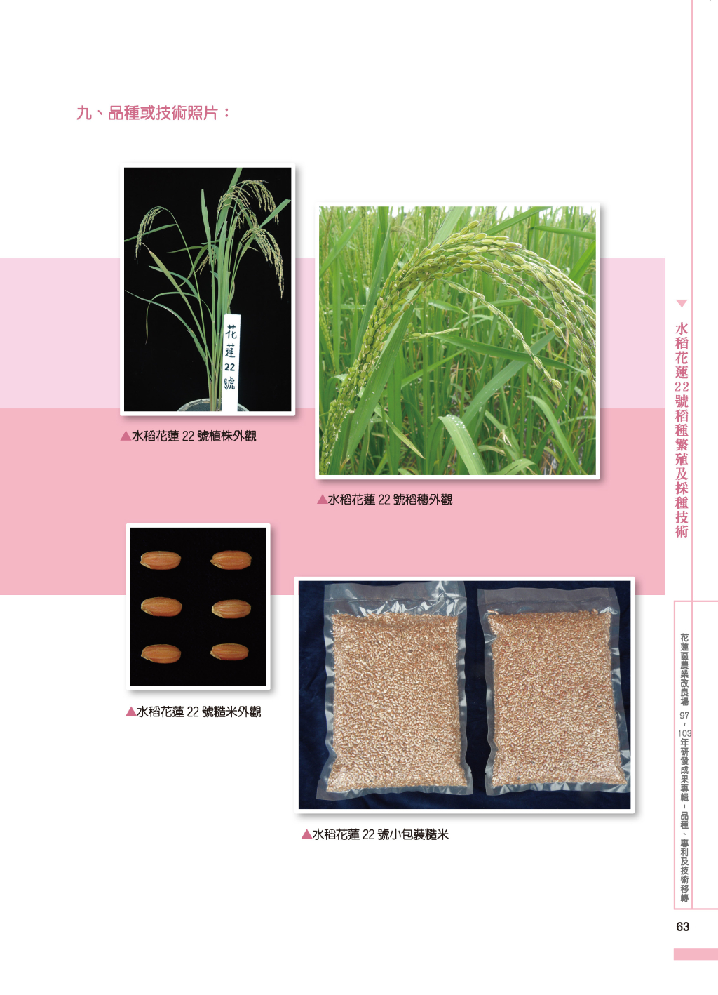 水稻花蓮22 號-2
