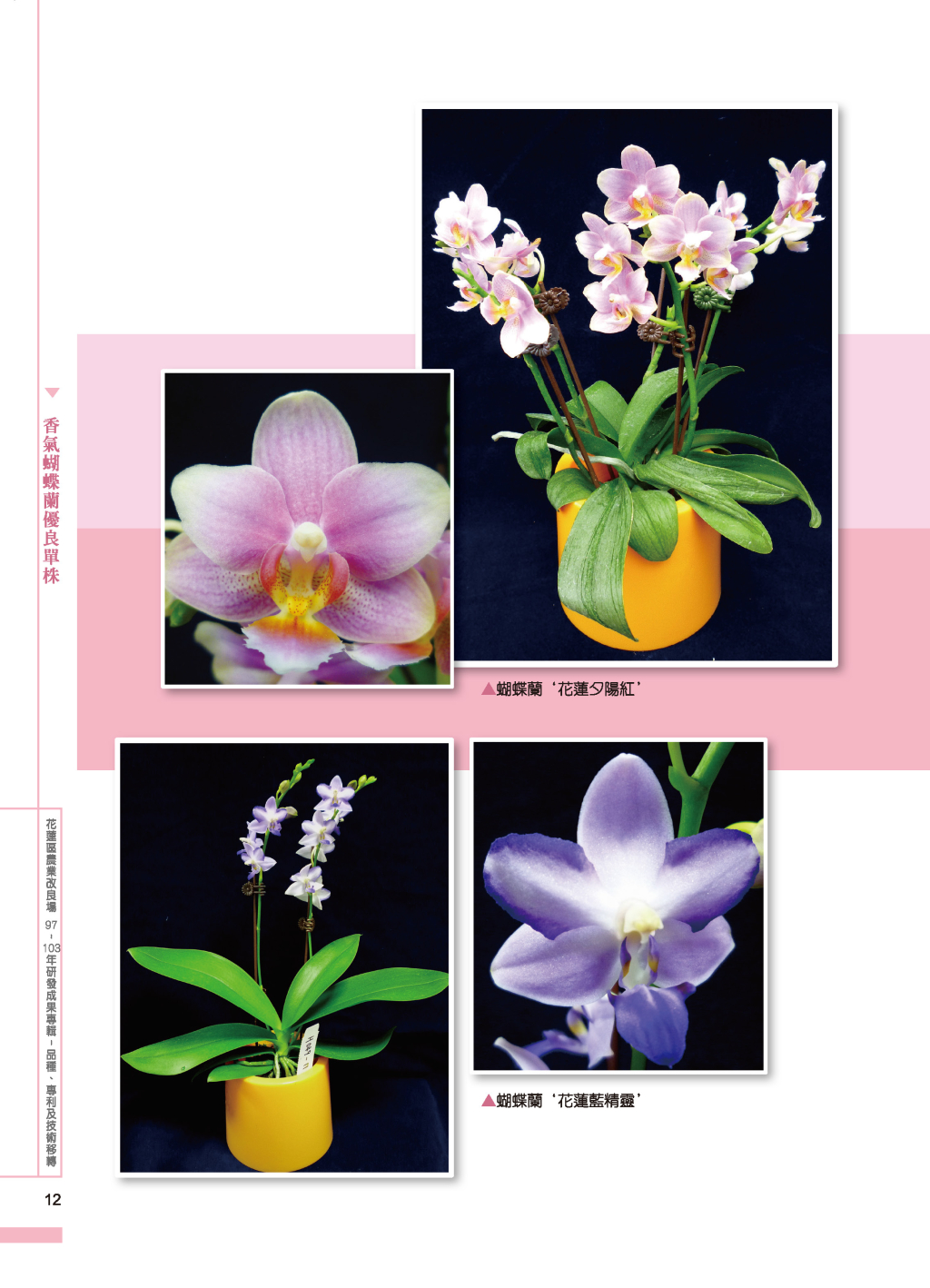 香氣蝴蝶蘭優良單株-5