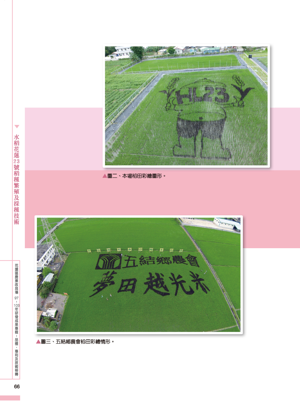 水稻花蓮23 號-3